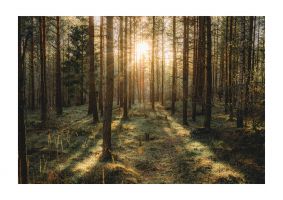 An unframed print of forrest lanscape uppsala sweden travel photograph in brown and green accent colour