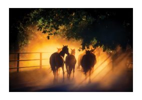 An unframed print of herd of horses photograph in yellow and black accent colour