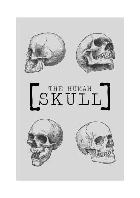 An unframed print of the human skull retro illustration in grey and black accent colour
