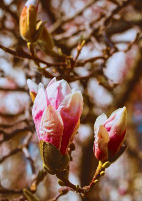 An unframed print of floral bud nature photograph in beige and pink accent colour