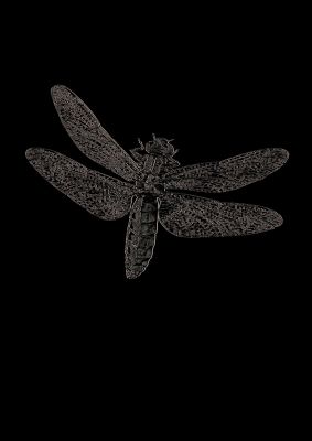 An unframed print of vintage dragonfly black psd graphical illustration in black