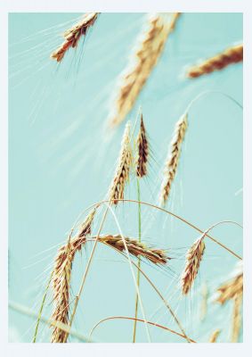 An unframed print of golden wheat nature photograph in green and yellow accent colour