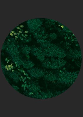 An unframed print of black back green plant disc series one nature photograph in green and black accent colour