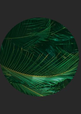 An unframed print of black back green plant disc series seven nature photograph in green and black accent colour