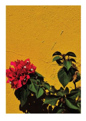An unframed print of spanish flower halftone yellow botanical illustration in orange and red accent colour