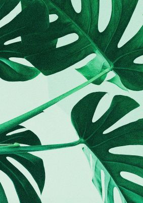 An unframed print of grainy tropical leaf green botanical photograph in green and white accent colour