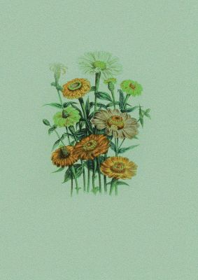 An unframed print of mexican vintage flower botanical illustration in green and yellow accent colour